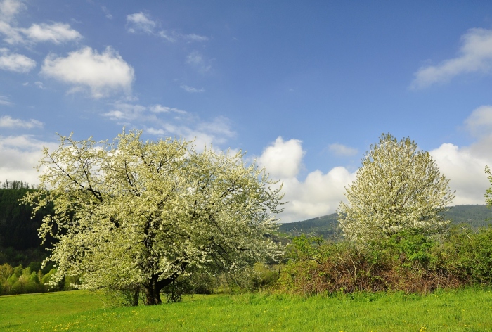 Rozkvetlé plané třešně nad Janovem